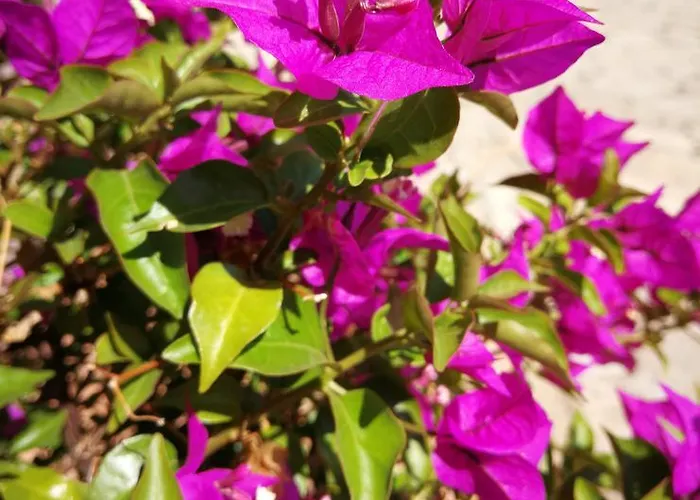 Ristorante Farese Hotel 3*